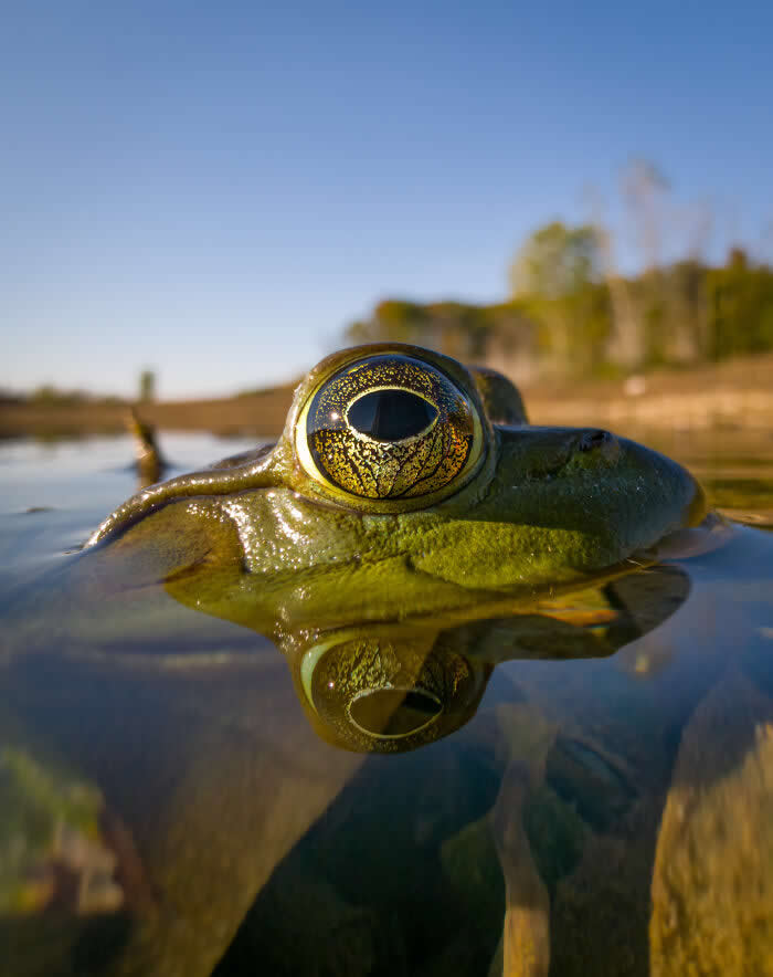 Eye At The Waterline - Wildlife Photos Captured with Phone by Steven Scott Grogin