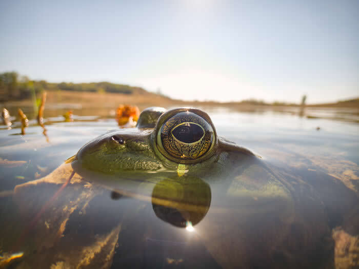 Sunlit Divide - Wildlife Photos Captured with Phone by Steven Scott Grogin