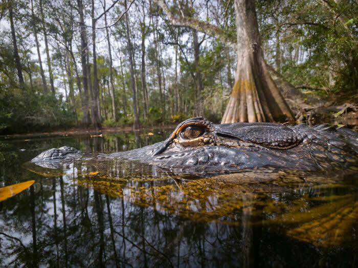 Cypress Mirror - Wildlife Photos Captured with Phone by Steven Scott Grogin