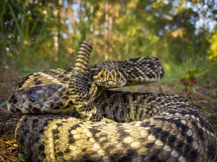 Coils And Diamonds - Wildlife Photos Captured with Phone by Steven Scott Grogin
