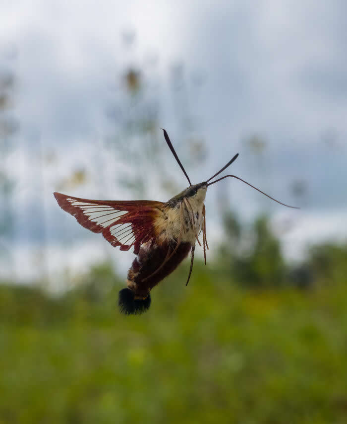 Hover Of The Mimic - Wildlife Photos Captured with Phone by Steven Scott Grogin