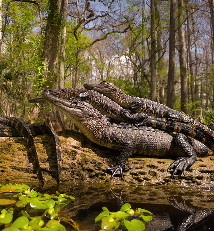 Jousting For The Crown - Wildlife Photos Captured with Phone by Steven Scott Grogin