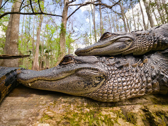 Stacked In Stillness - Wildlife Photos Captured with Phone by Steven Scott Grogin