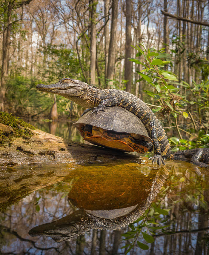 Riding The Old Shell - Wildlife Photos Captured with Phone by Steven Scott Grogin