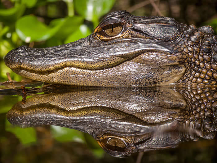 Reflections Of A Young Gator - Wildlife Photos Captured with Phone by Steven Scott Grogin