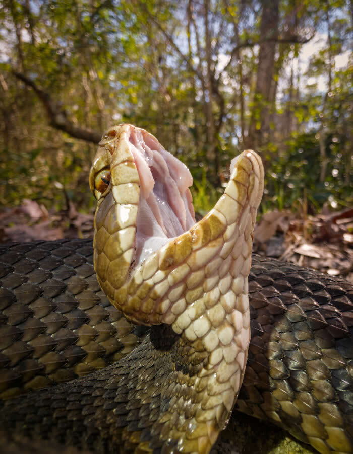 Mouth Of The South - Wildlife Photos Captured with Phone by Steven Scott Grogin