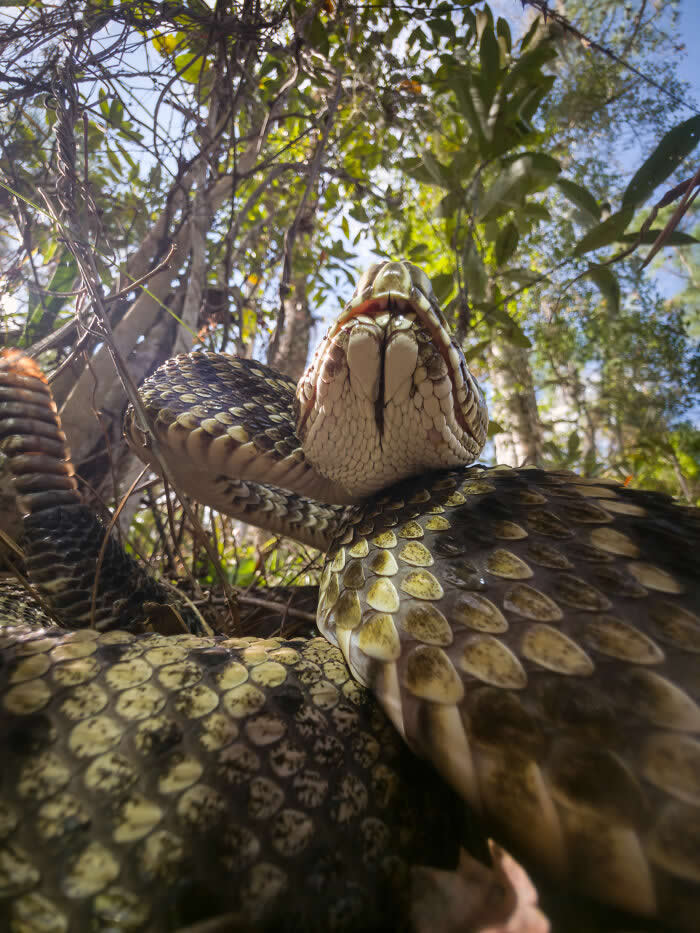 Rising From The Pine Floor - Wildlife Photos Captured with Phone by Steven Scott Grogin