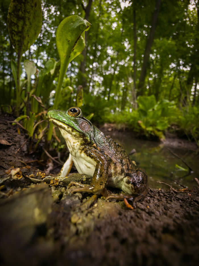 Swampside Sovereign - Wildlife Photos Captured with Phone by Steven Scott Grogin