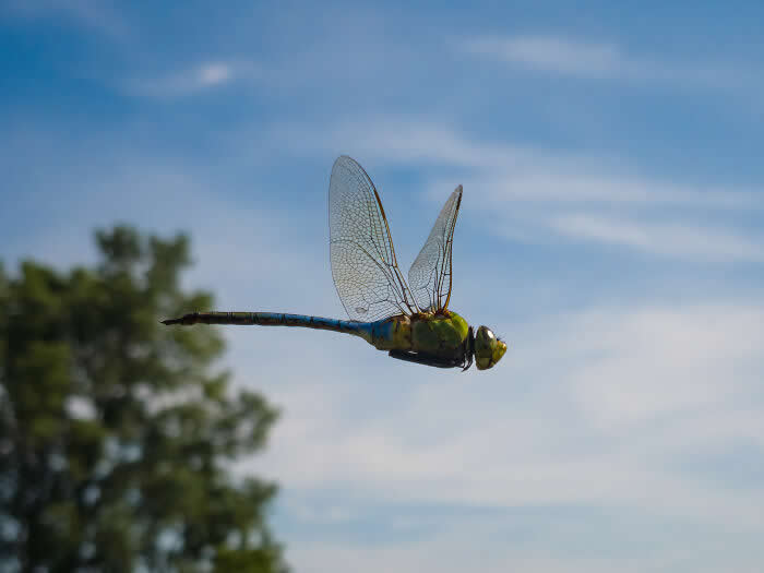 Blue Darter - Wildlife Photos Captured with Phone by Steven Scott Grogin