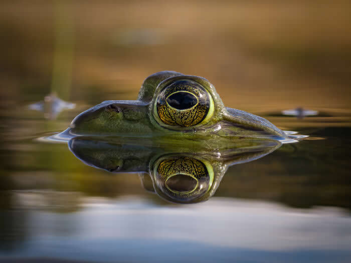 Evening Mirror - Wildlife Photos Captured with Phone by Steven Scott Grogin