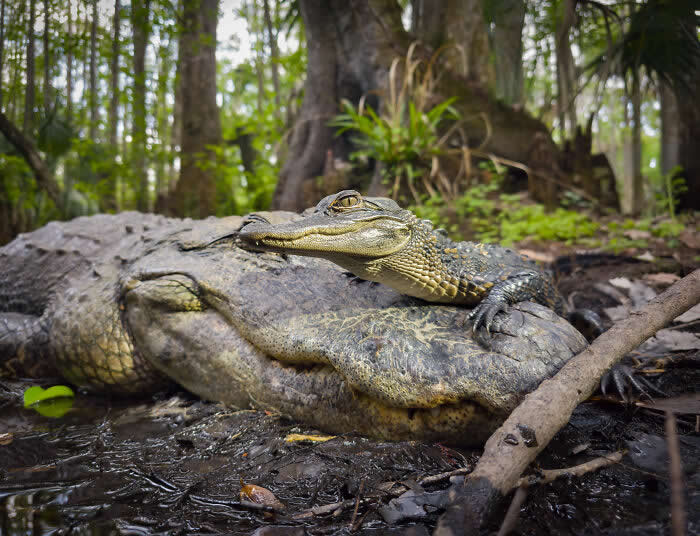On Her Brow - Wildlife Photos Captured with Phone by Steven Scott Grogin