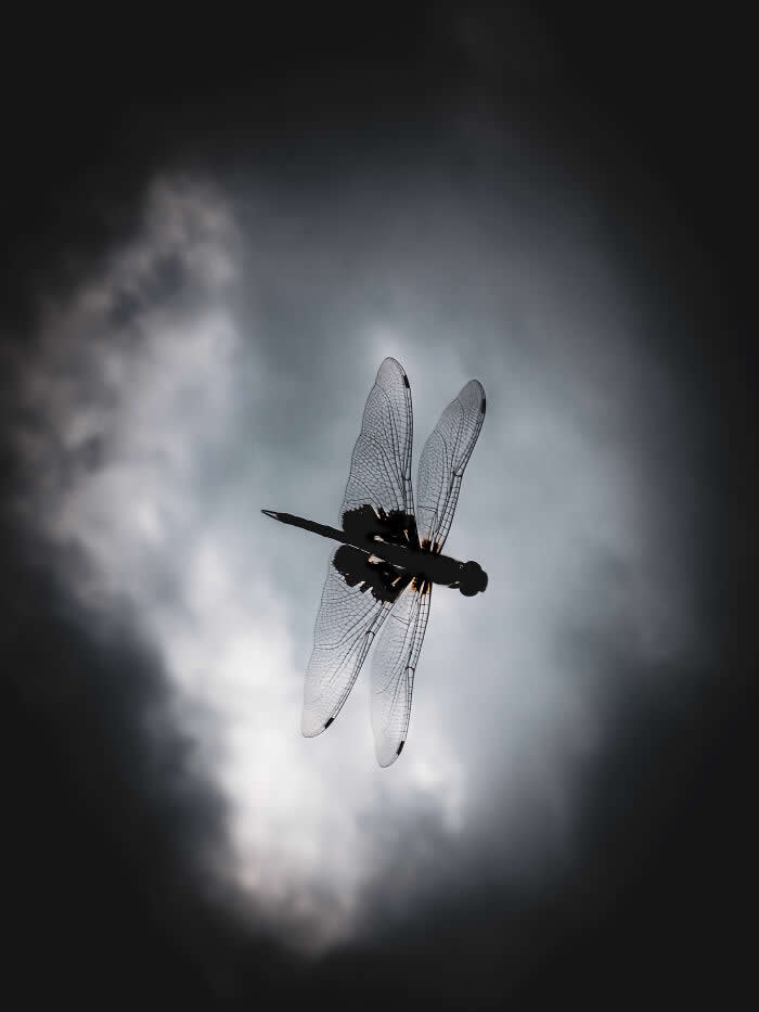 Shadow Through The Light - Wildlife Photos Captured with Phone by Steven Scott Grogin
