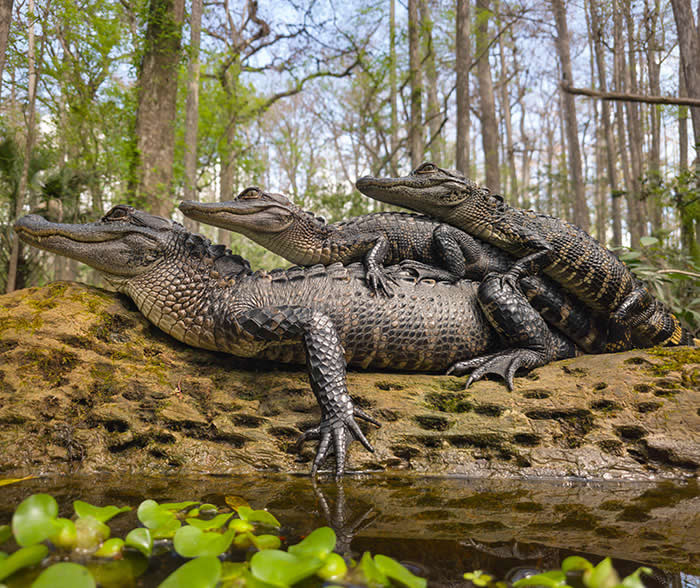 Three On The Log - Wildlife Photos Captured with Phone by Steven Scott Grogin