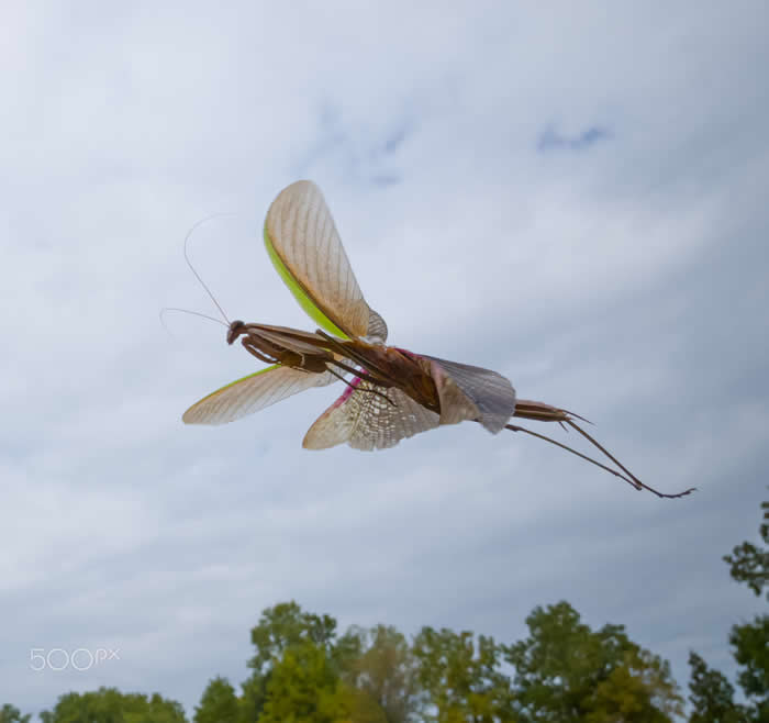 Airborne Apparition - Wildlife Photos Captured with Phone by Steven Scott Grogin