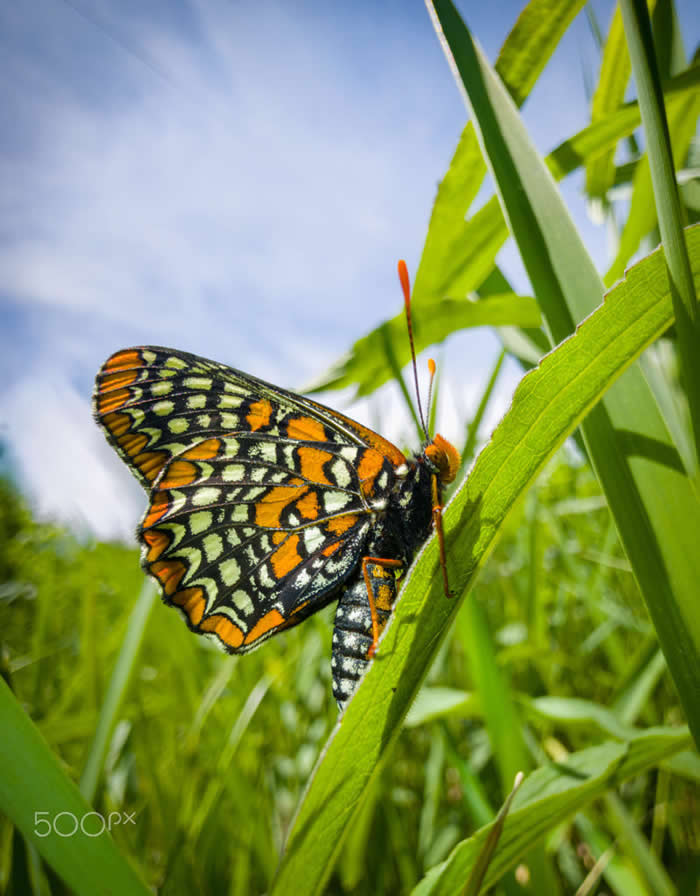 Spring Herald of the Meadow - Wildlife Photos Captured with Phone by Steven Scott Grogin