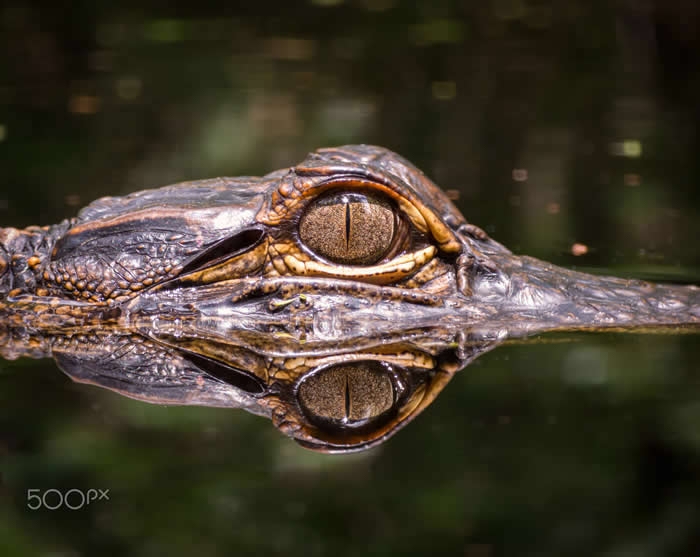 Morning Drift - Wildlife Photos Captured with Phone by Steven Scott Grogin