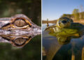 Wildlife Photos Captured with Phone by Steven Scott Grogin