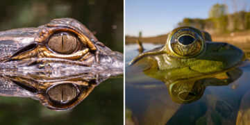 Steven Scott Grogin’s Wildlife Photos Are So Detailed You’ll Forget They Were Taken on a Phone 1 Wildlife Photos Captured with Phone by Steven Scott Grogin