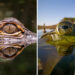 Wildlife Photos Captured with Phone by Steven Scott Grogin