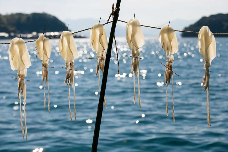 Squid drying in the sun in the fishing village of Ine, Kyoto, Japan. Winner of the Cream of the Crop categeory. | Albert Gonz&aacute;lez/World Food Photography Awards sponsored by Bimi