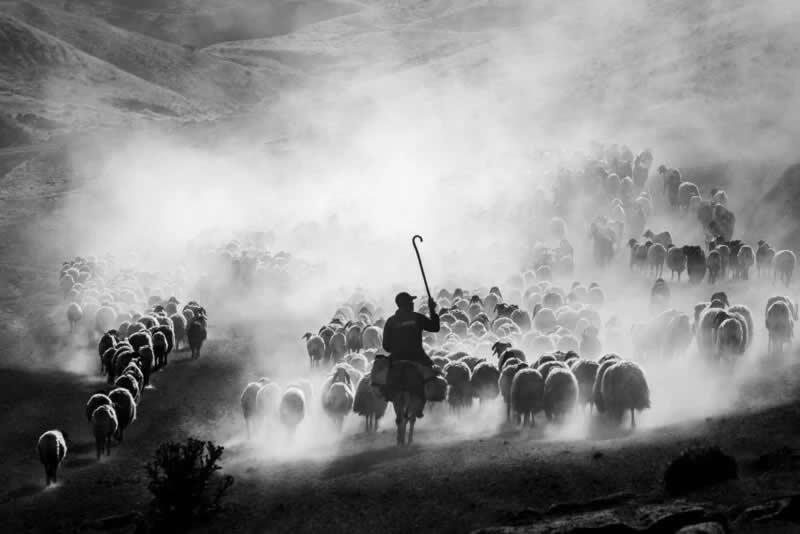Dusty Journey. Winner of Food in the Field category. | Serkan Dogus/World Food Photography Awards sponsored by Bimi