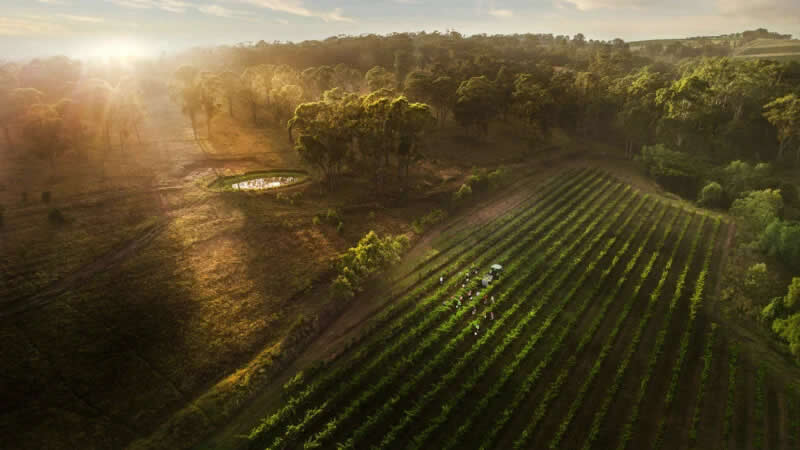 The Hidden Vineyard. Louis Jadot Wine Photographer of the Year &ndash; Places. | Chris Elfes/World Food Photography Awards sponsored by Bimi