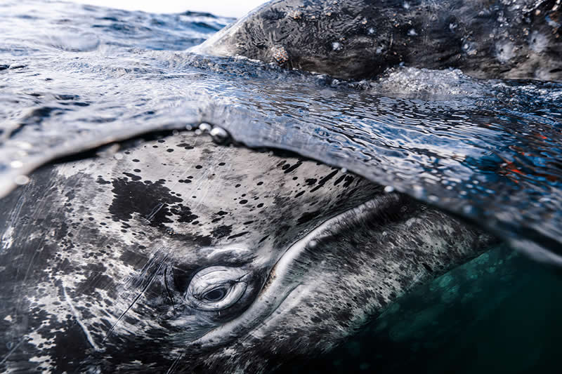 Big and Small Underwater Faces - Winner: Kaushiik Subramaniam, UK - UN World Oceans Day Photo Contest 2026 Winners