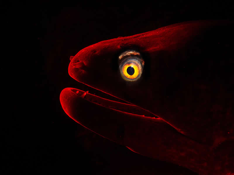 Big and Small Underwater Faces - 2nd Place: Verona Chadwick, Australia - UN World Oceans Day Photo Contest 2026 Winners