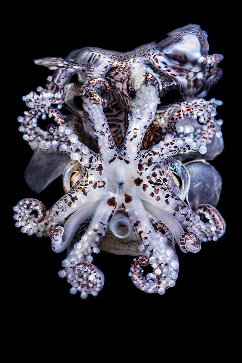 Big and Small Underwater Faces - 3rd Place: Jeon Min-seok, South Korea - UN World Oceans Day Photo Contest 2026 Winners