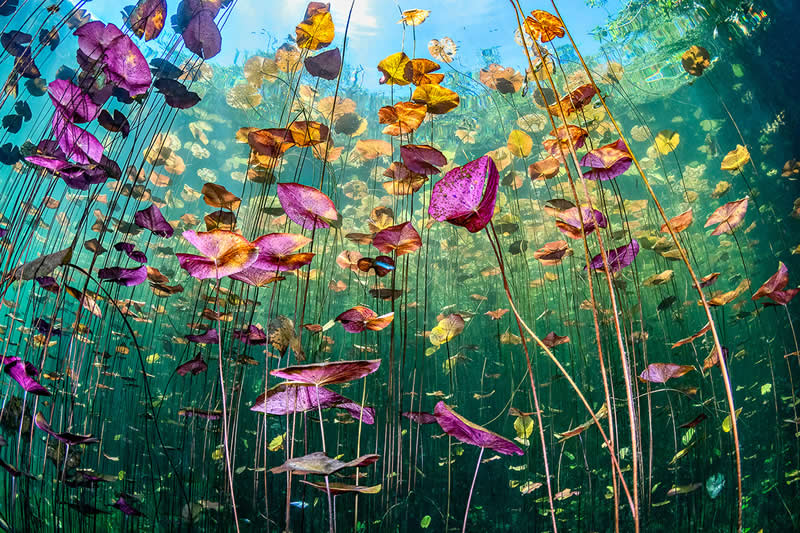 Underwater Seascapes - Winner: Ysabela Coll, Dominican Republic - UN World Oceans Day Photo Contest 2026 Winners