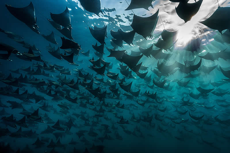 Underwater Seascapes - 2nd Place: Bingqian Gao, UK/China - UN World Oceans Day Photo Contest 2026 Winners