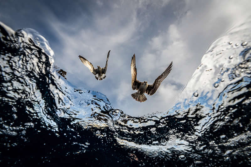 Underwater Seascapes - 3rd Place: Eduardo Carrasco, Chile - UN World Oceans Day Photo Contest 2026 Winners