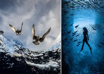 Winners of the UN World Oceans Day Photo Contest 2026