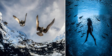 Winners of the UN World Oceans Day Photo Contest 2026
