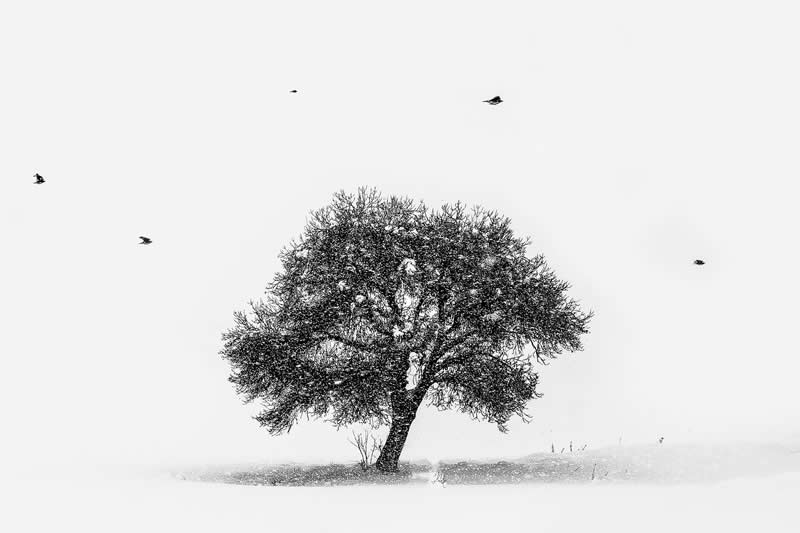 Monochrome Magic: 24 Winning Black and White Photos From the Academy Photo Awards 2026 32 Lady of nature by Sahand Nakhaei, Iran - Academy Photo Awards 2026 Black and White Winners