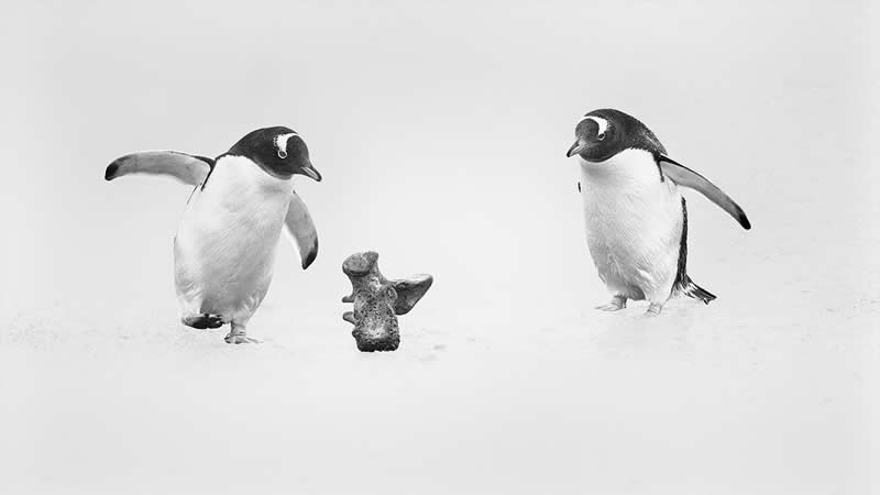 Monochrome Magic: 24 Winning Black and White Photos From the Academy Photo Awards 2026 41 Let's Play Together by Xuejun Long, China - Academy Photo Awards 2026 Black and White Winners
