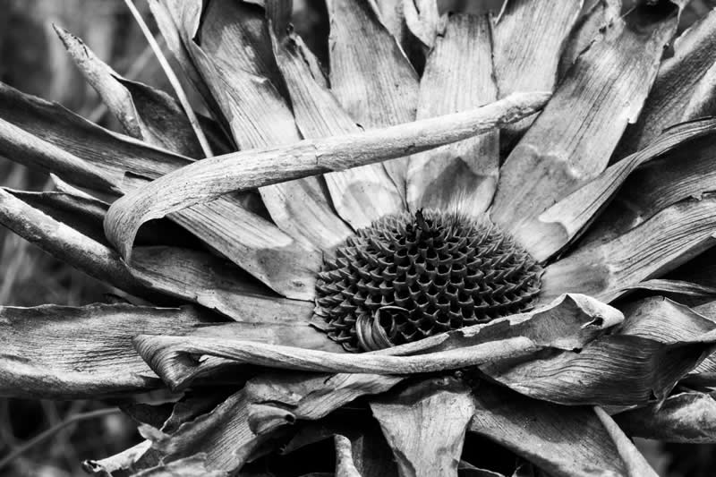 Monochrome Magic: 24 Winning Black and White Photos From the Academy Photo Awards 2026 43 Lifeworlds by Ingrid Schudel, South Africa - Academy Photo Awards 2026 Black and White Winners