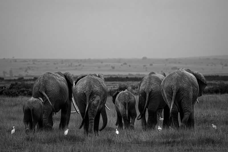 Monochrome Magic: 24 Winning Black and White Photos From the Academy Photo Awards 2026 44 Echoes of Survival by Tinesh Sritharan, Malaysia - Academy Photo Awards 2026 Black and White Winners