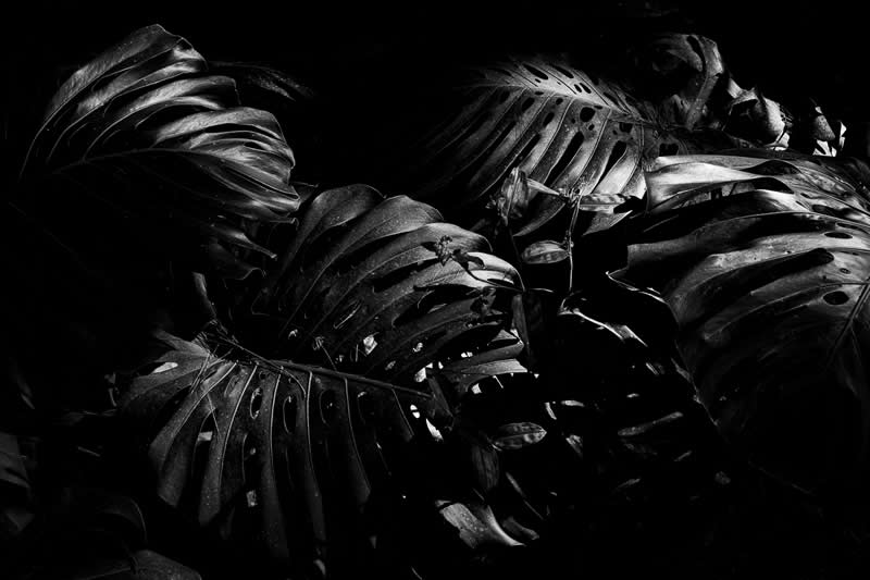 Monochrome Magic: 24 Winning Black and White Photos From the Academy Photo Awards 2026 46 Dark Woods by Sergio Graça, Brazil - Academy Photo Awards 2026 Black and White Winners
