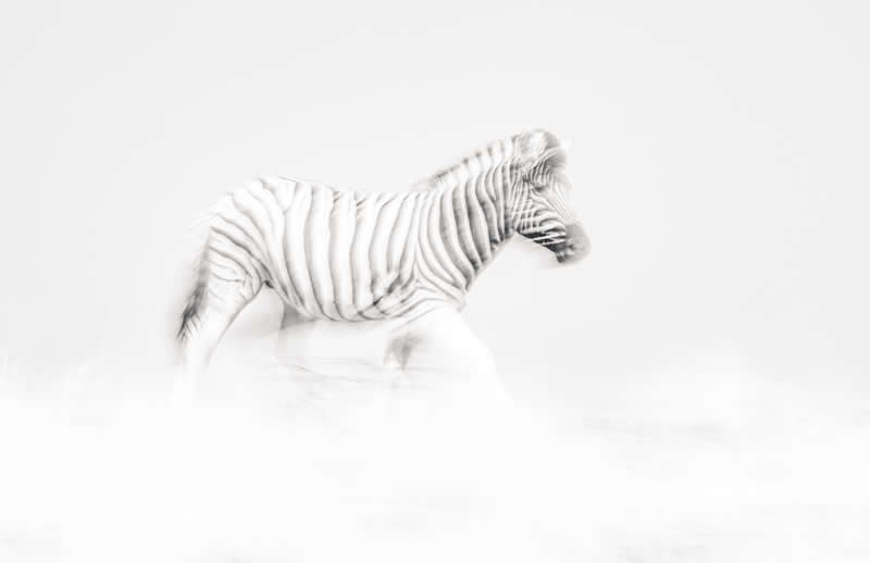 Monochrome Magic: 24 Winning Black and White Photos From the Academy Photo Awards 2026 47 The Tale of the Quiet Wanderer by Sabine Miorini, Austria - Academy Photo Awards 2026 Black and White Winners