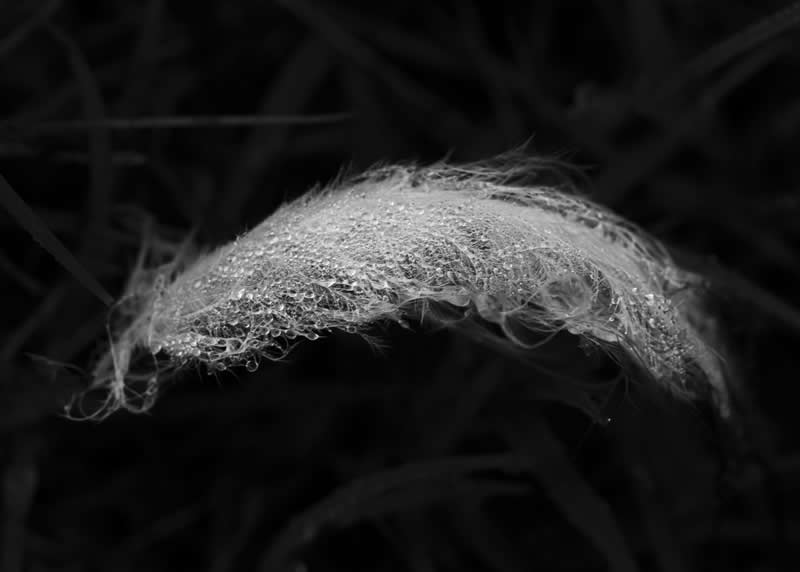 Monochrome Magic: 24 Winning Black and White Photos From the Academy Photo Awards 2026 50 Dressed in Dew by Heather Smith, Australia - Academy Photo Awards 2026 Black and White Winners