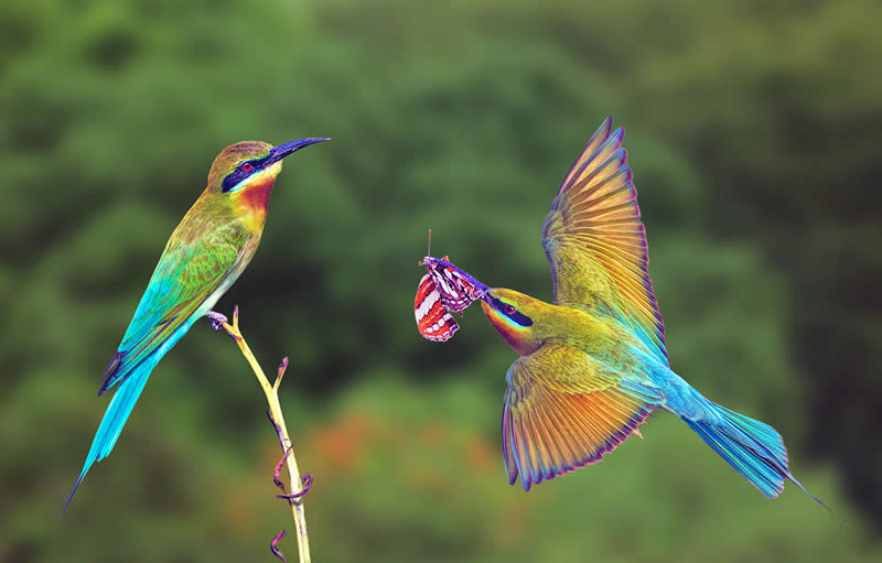 The gift by Graeme Guy, Malaysia - Academy Photo Awards 2026 Bird Winners