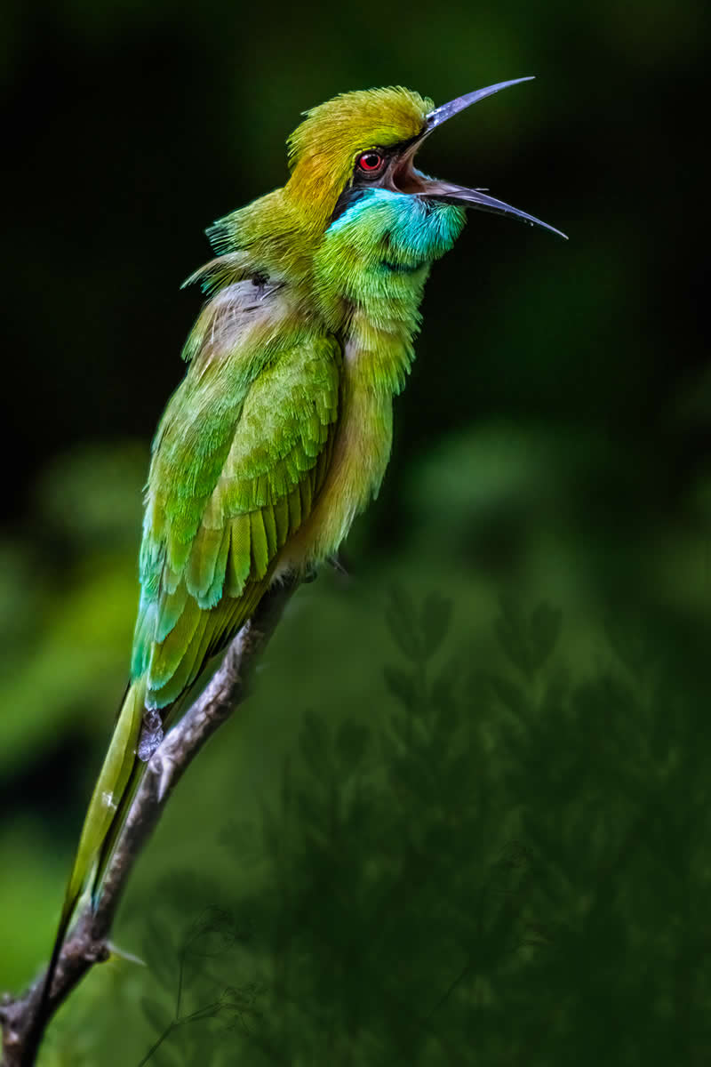 Singing Bird by Santosh Gorla, India - Academy Photo Awards 2026 Bird Winners