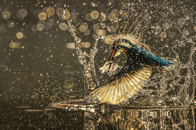 Fish dance by Haikun Liang by China - Academy Photo Awards 2026 Bird Winners