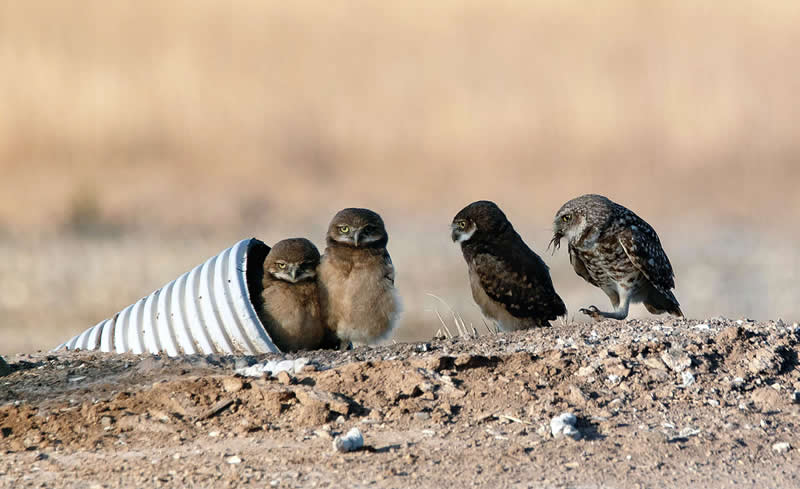 Chow Line by Craig Deman, United States (US) - Academy Photo Awards 2026 Bird Winners