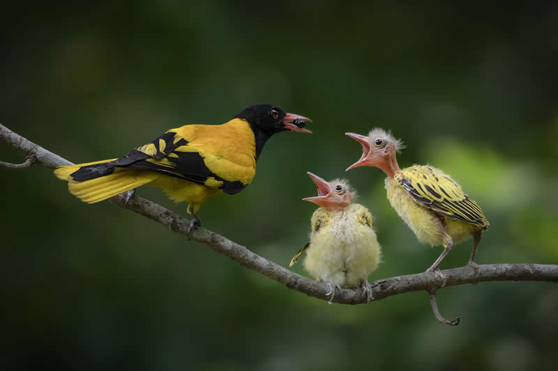 Parenting by Santanu Bose, India - Academy Photo Awards 2026 Bird Winners