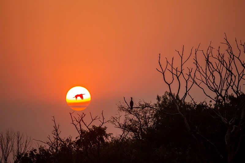 The Last Light by Pavan Prasad, India - Academy Photo Awards 2026 Bird Winners