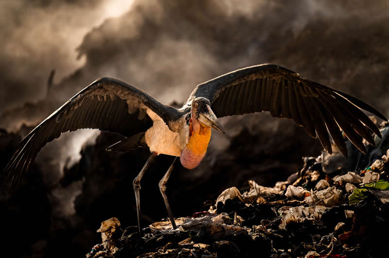 Empire of Decay by Suman Chakraborty, India - Academy Photo Awards 2026 Bird Winners