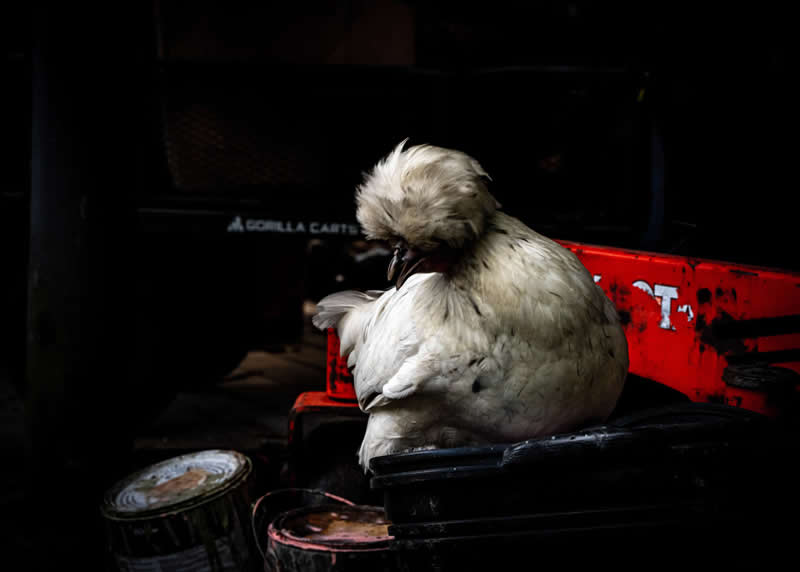 Chicken on paint by Jason Wilson, United States (US) - Academy Photo Awards 2026 Bird Winners
