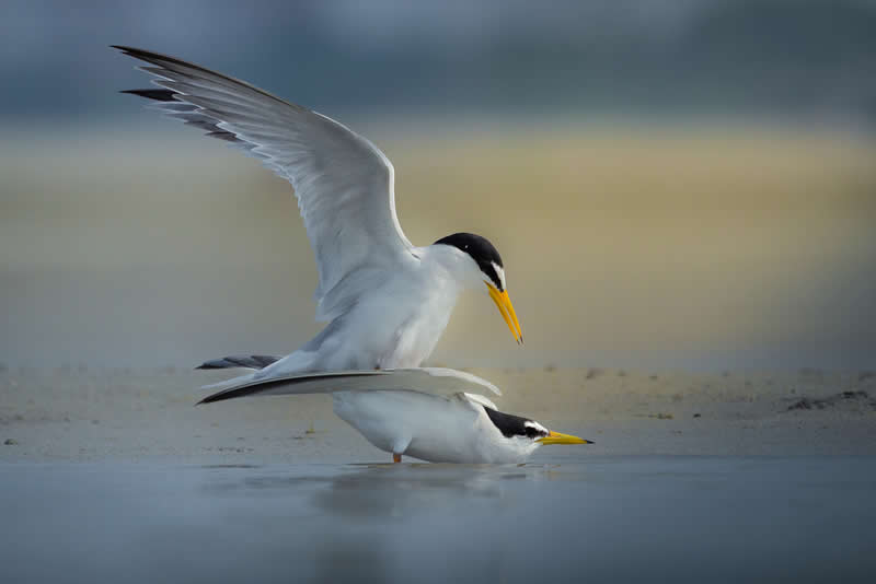 Making the Moment by Shadab Ishtiyak, Bangladesh - Academy Photo Awards 2026 Bird Winners